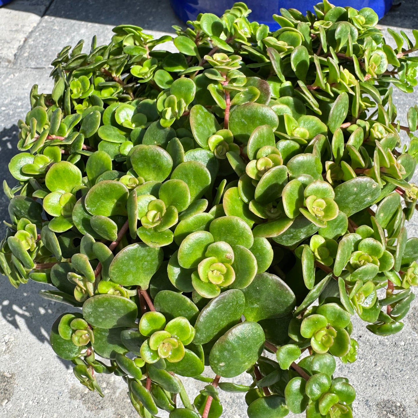 Sedum