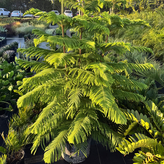 Norfolk Pine