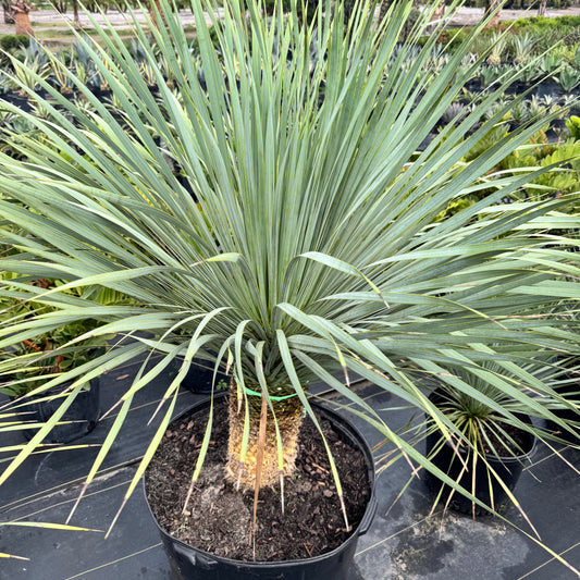Yucca Palm