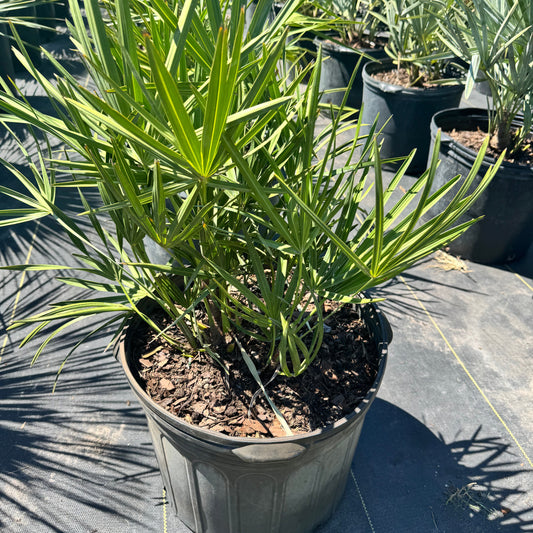 Green Saw Palmetto