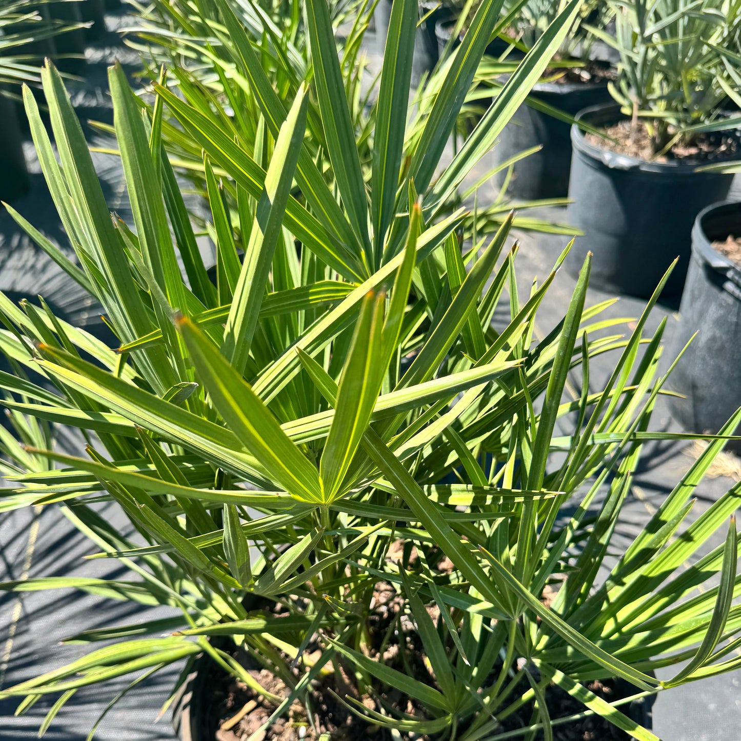 Green Saw Palmetto