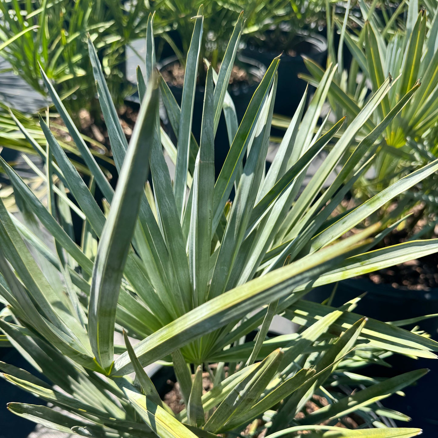 Hybrid Saw Palmetto Palm