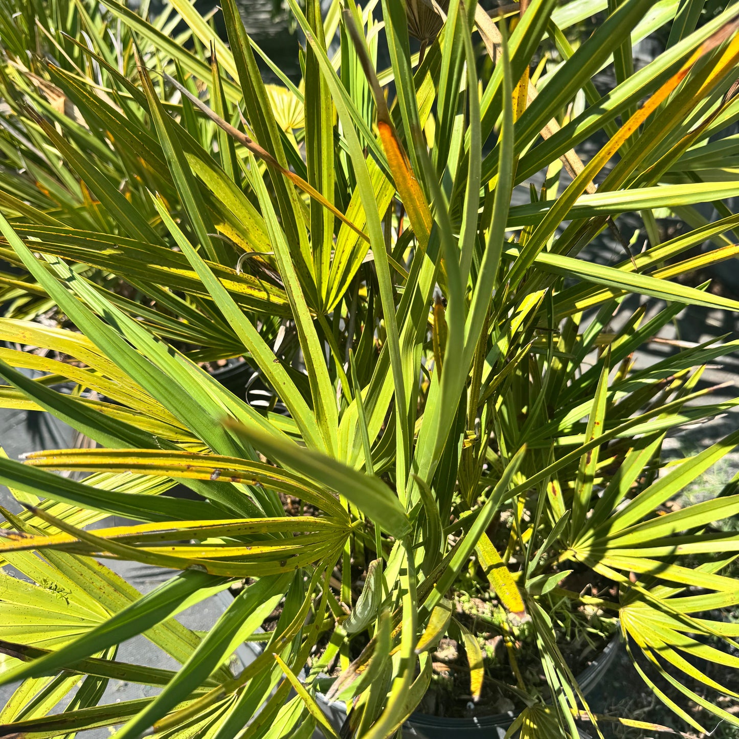 Perkins Silver Select Palm