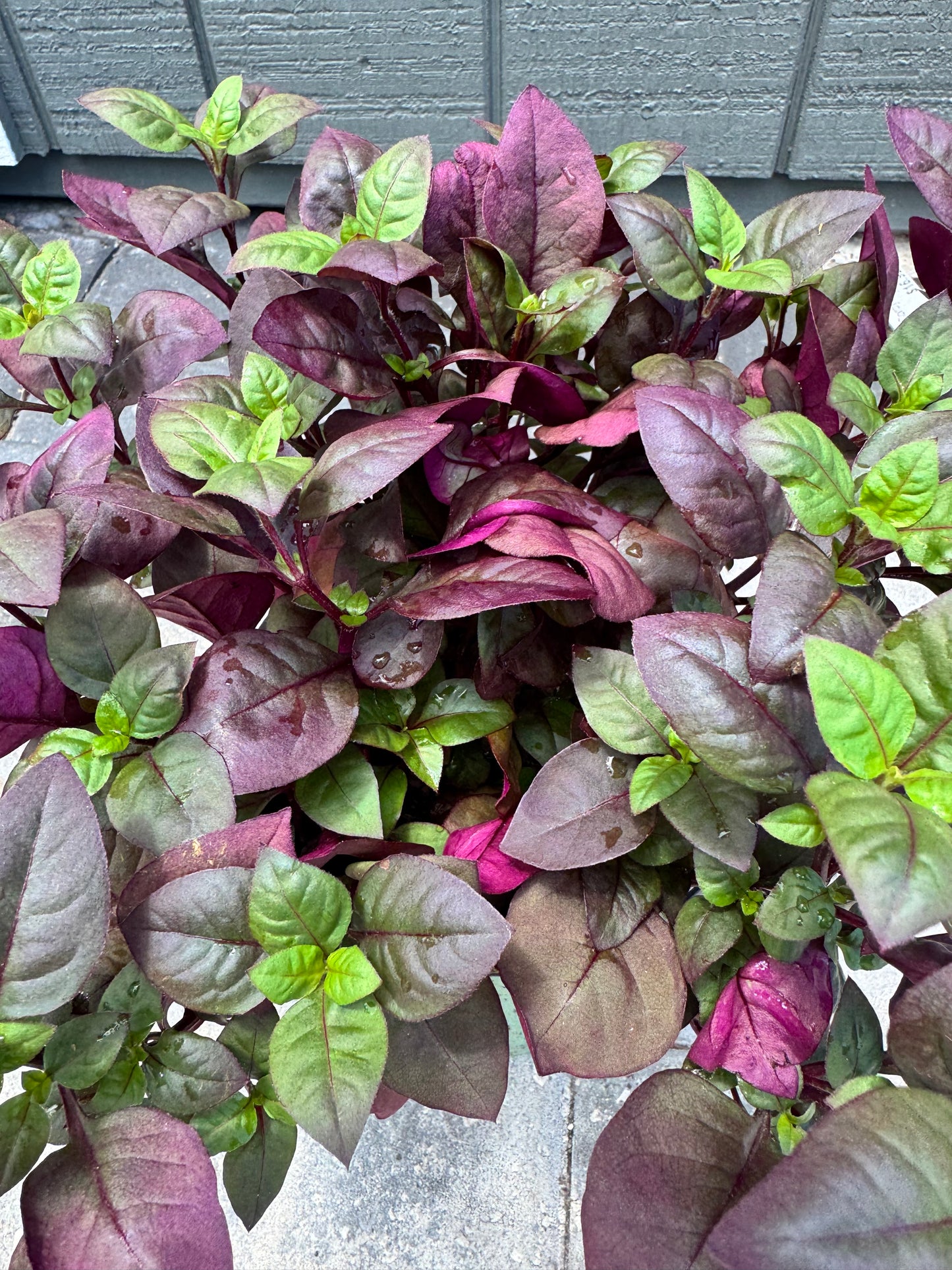 Alternanthera Purple Prince