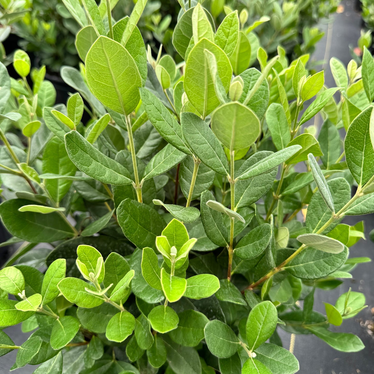 Pineapple Guava Feijoa