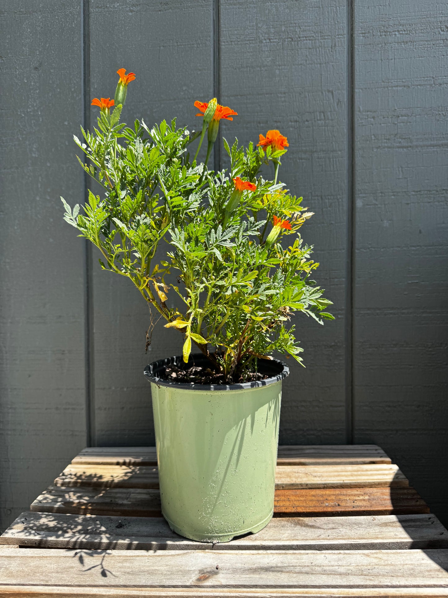 Marigolds