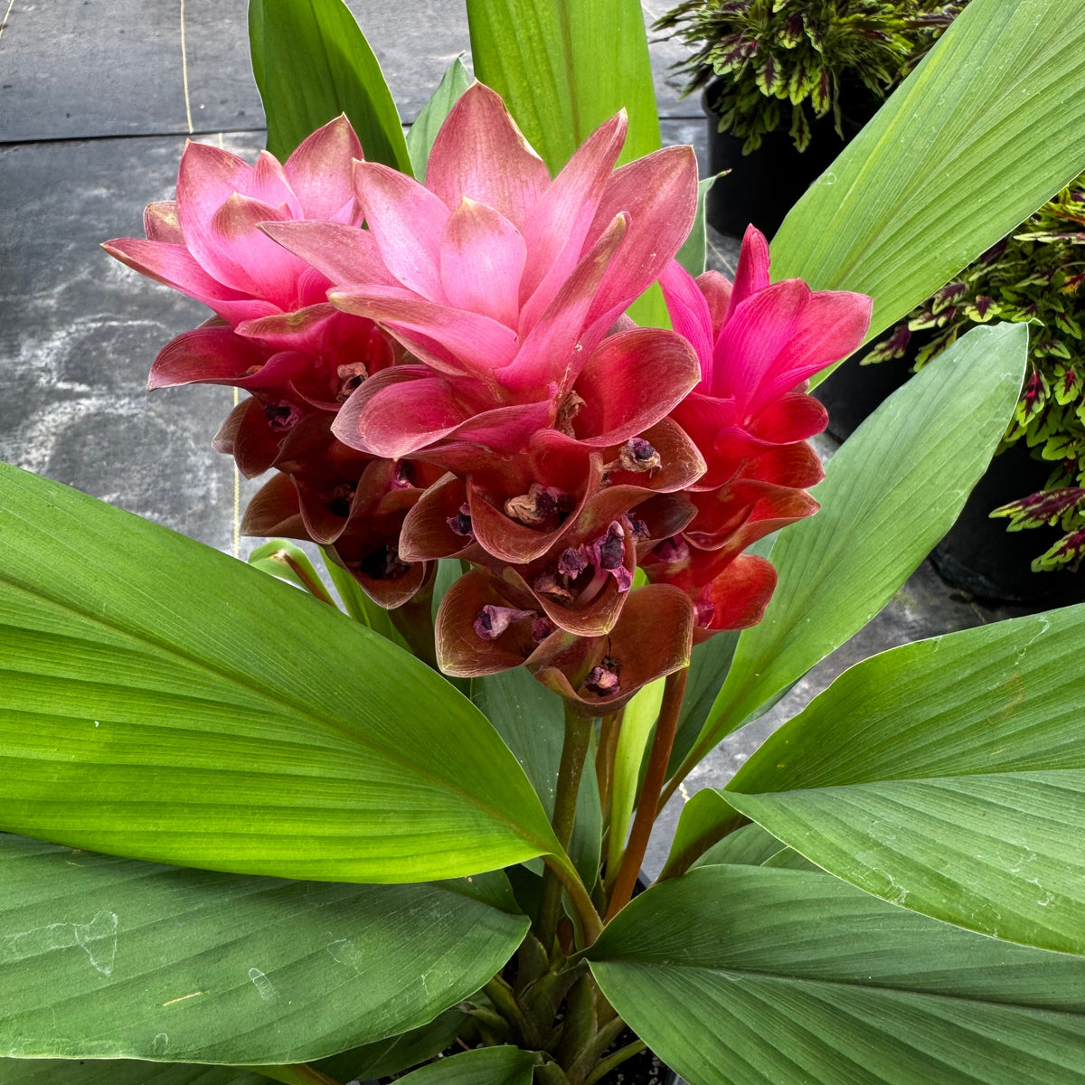 Curcuma Plant