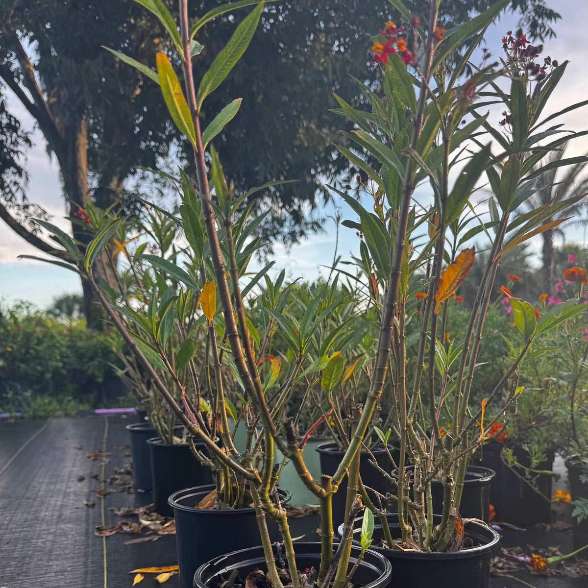 Milkweed Plant