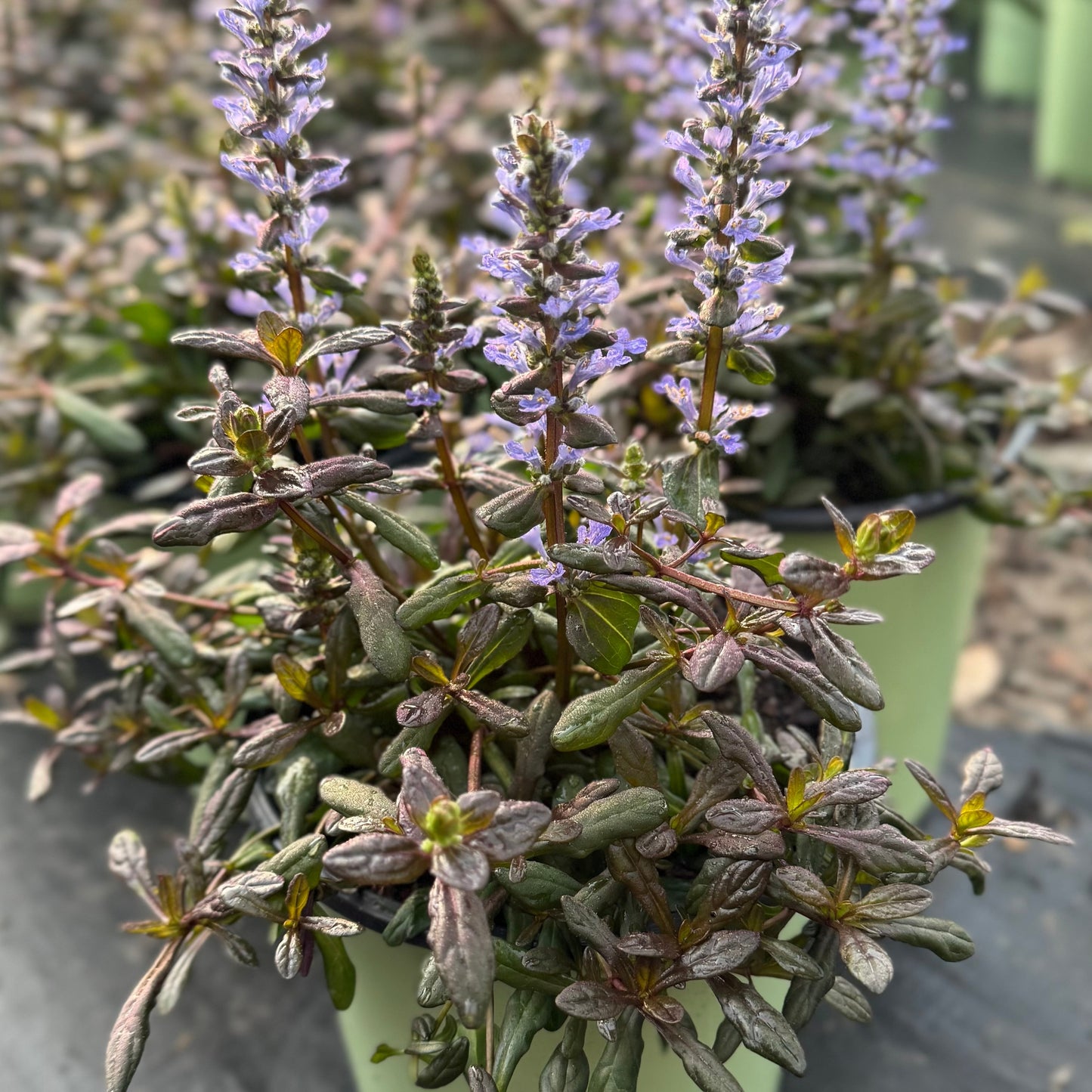Ajuga Chocolate Chip