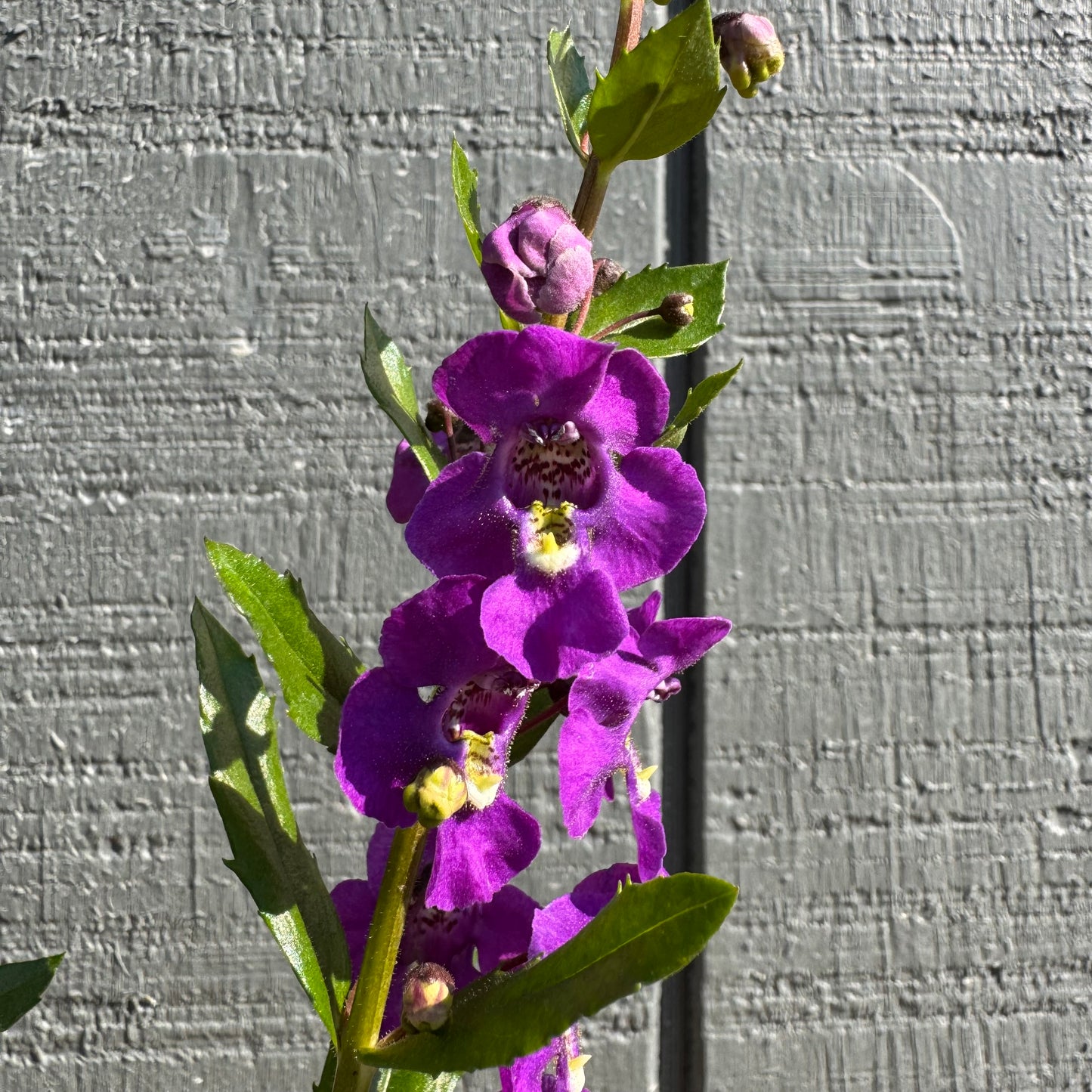 Angelonia