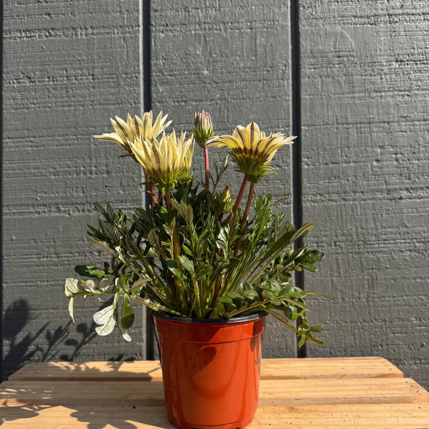 Gazania