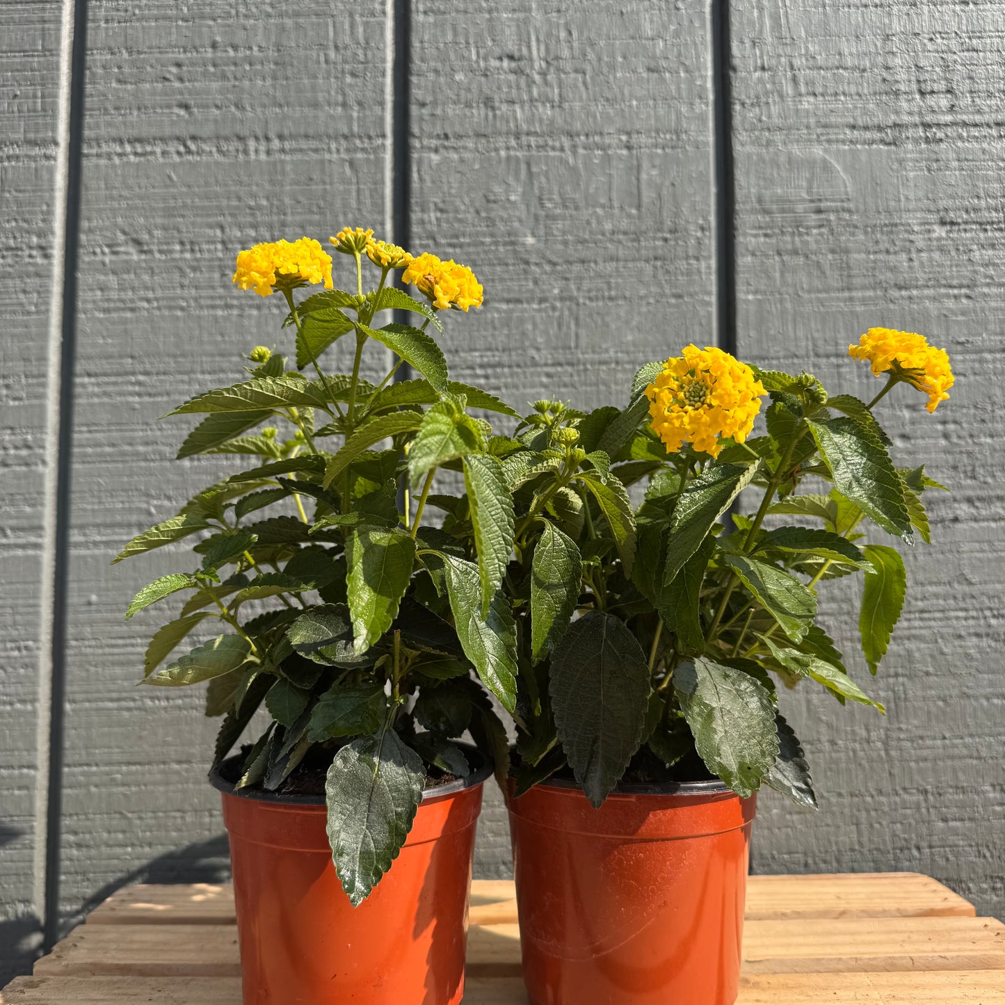 Lantana