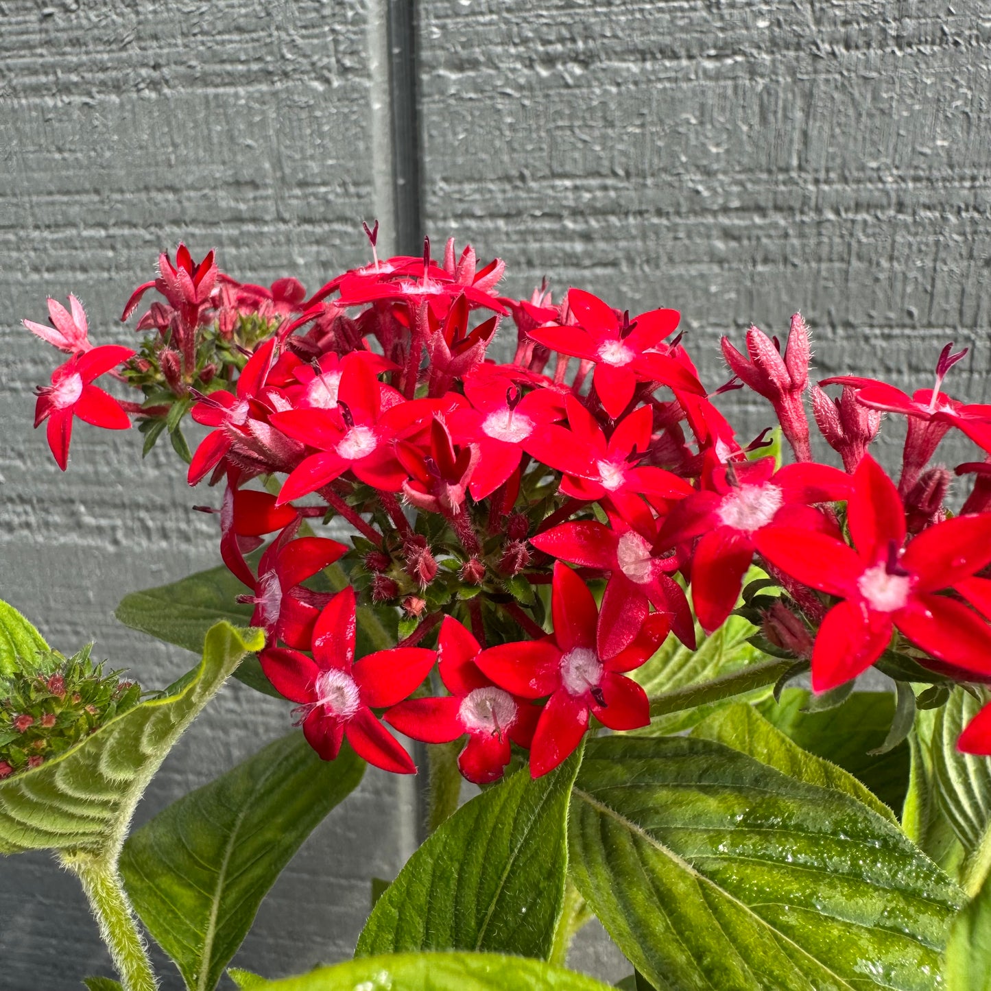 Pentas