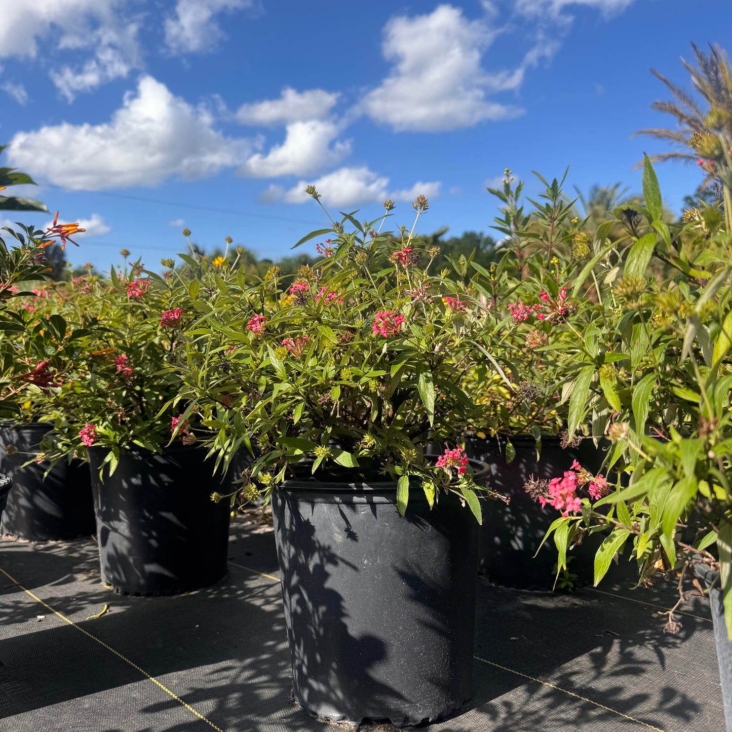 Panama Rose
