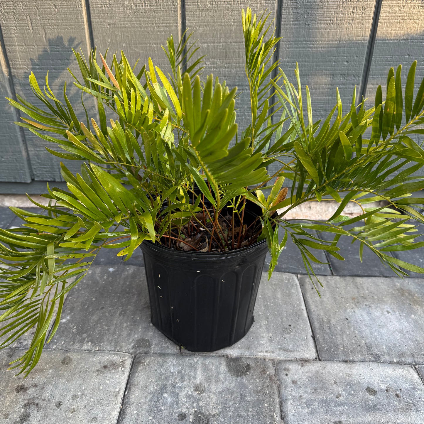 Coontie Palm