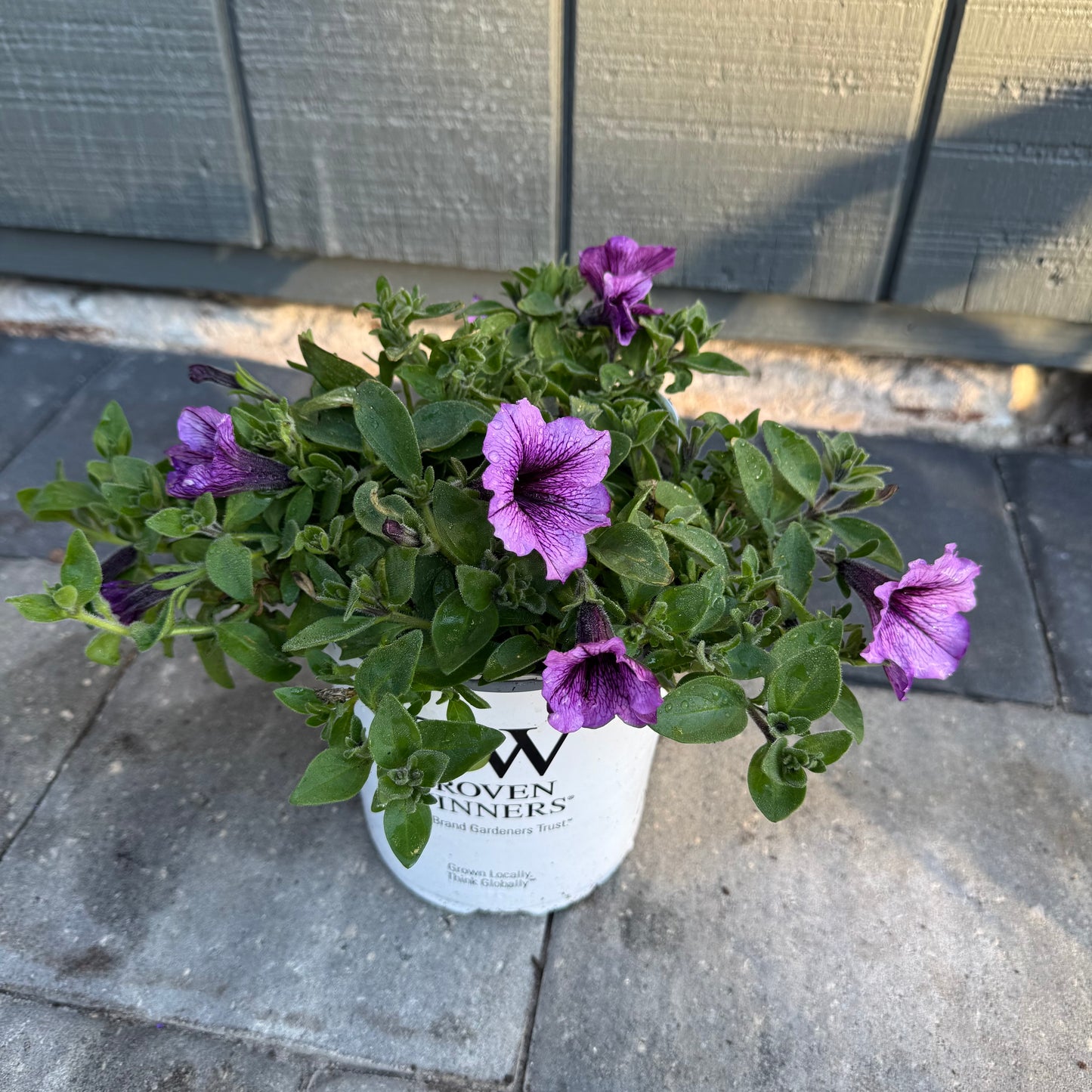 Supertunia Bordeaux