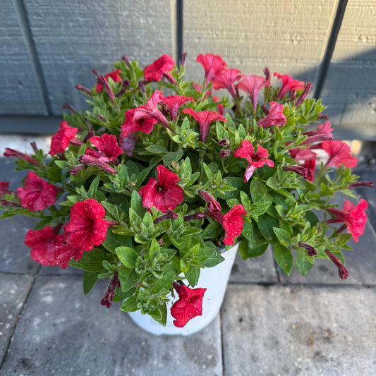 Supertunia Mini Vista Scarlet