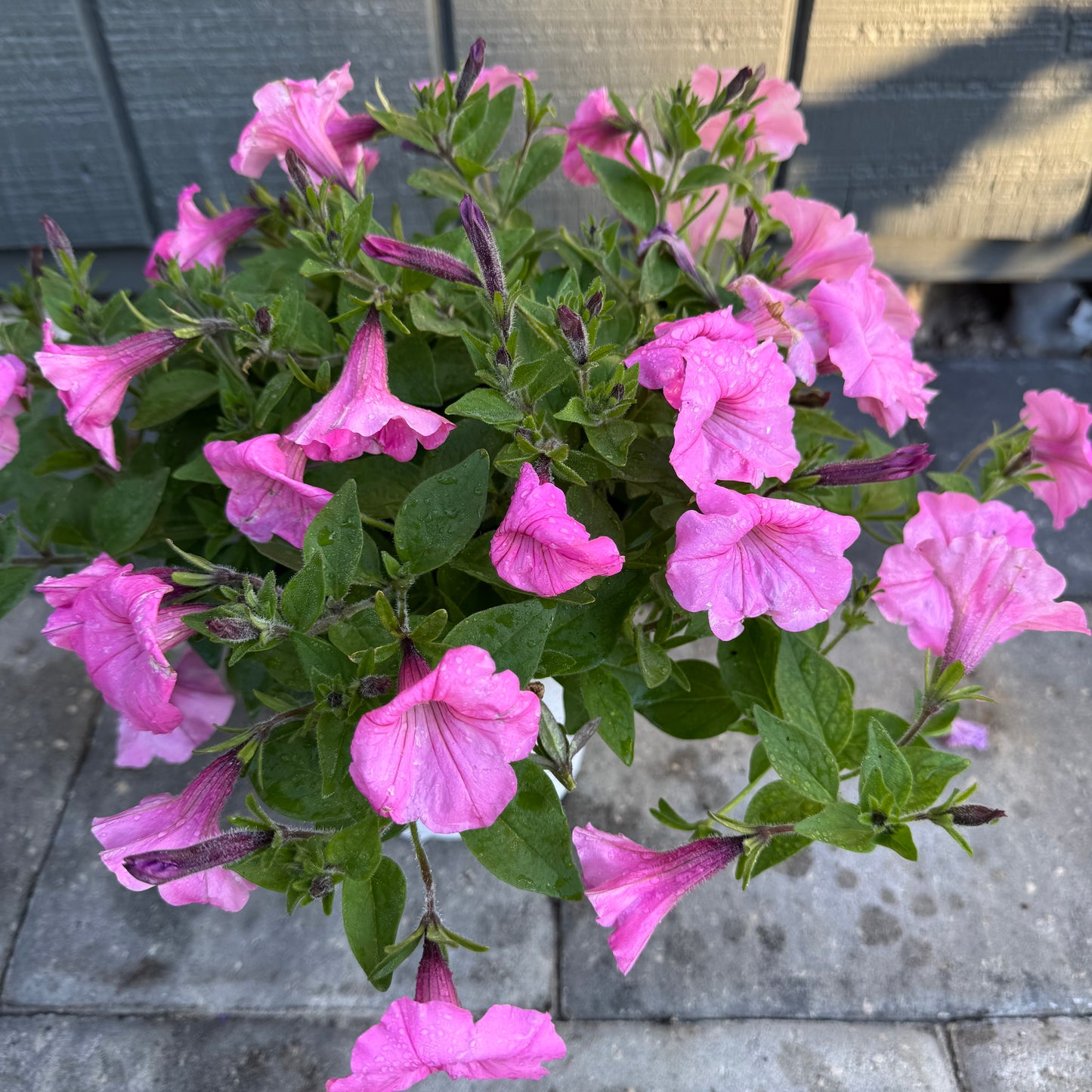 Supertunia Vista Bubblegum