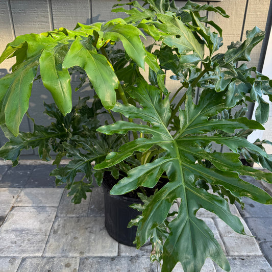 Philodendron Split Leaf