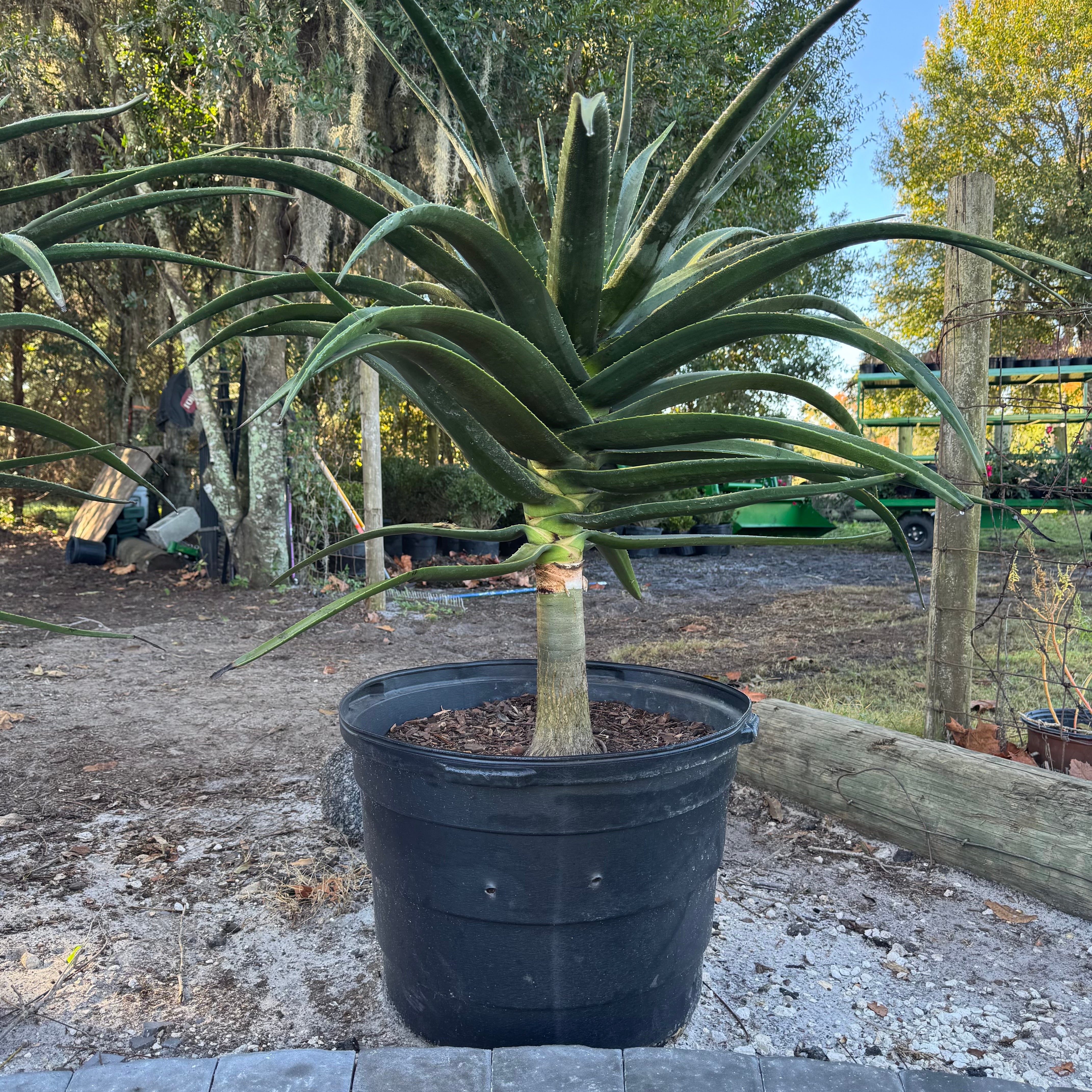 aloe barberae Hercules Agave – The Ranch