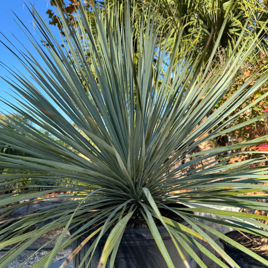 Yucca Rostrata