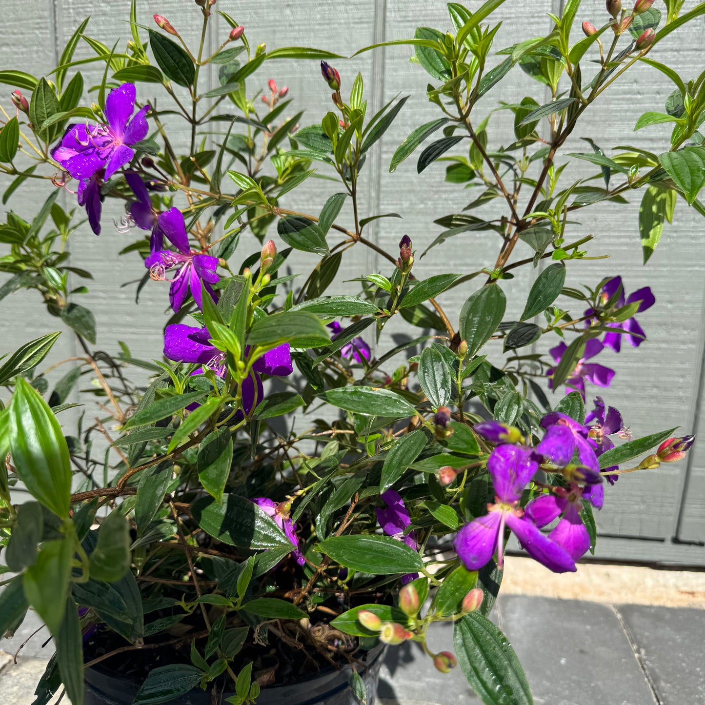Tibouchina Dwarf Purple