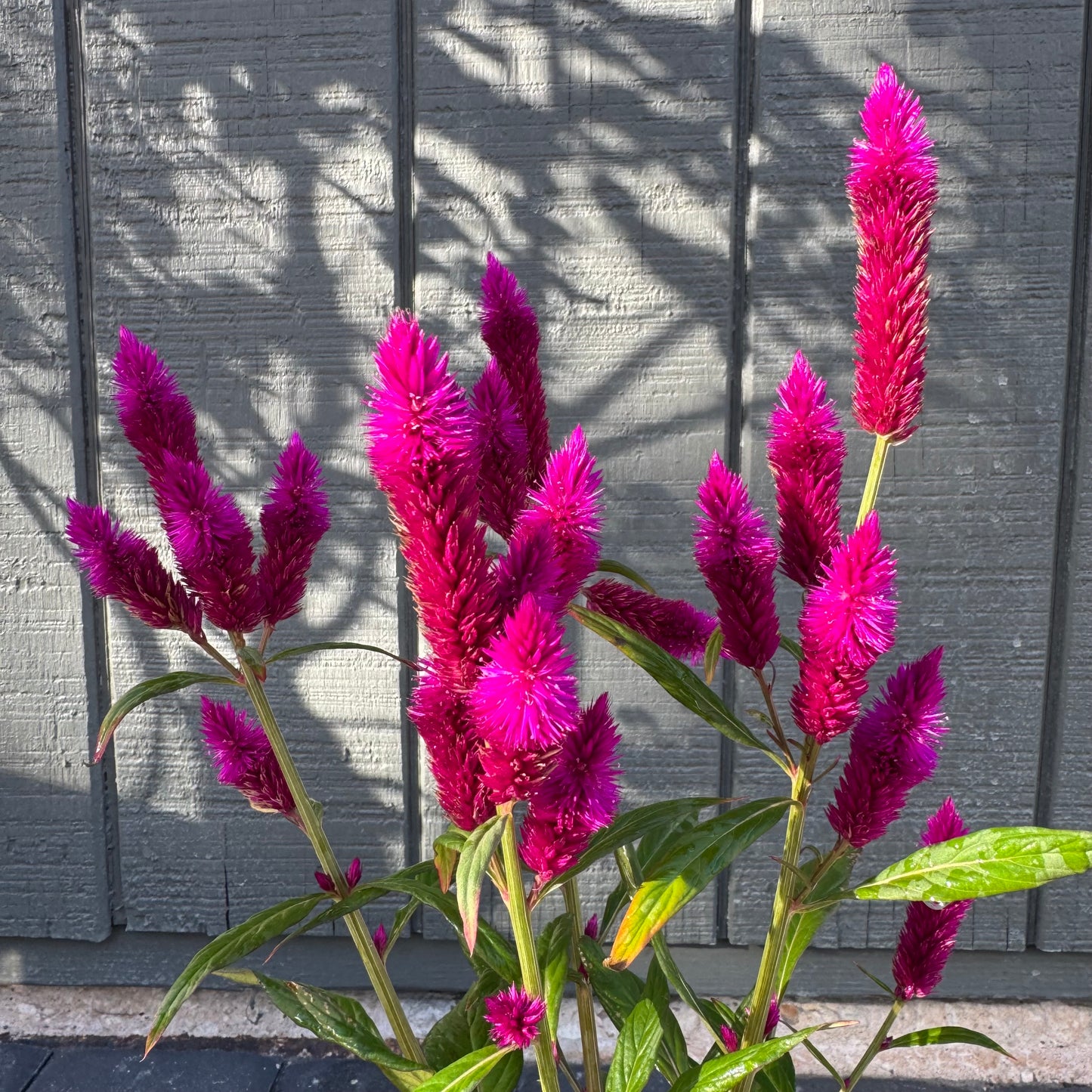Celosia