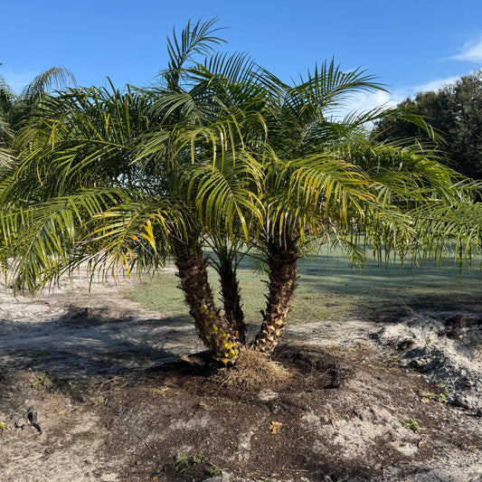 Pygmy Date Palm (Robellini)