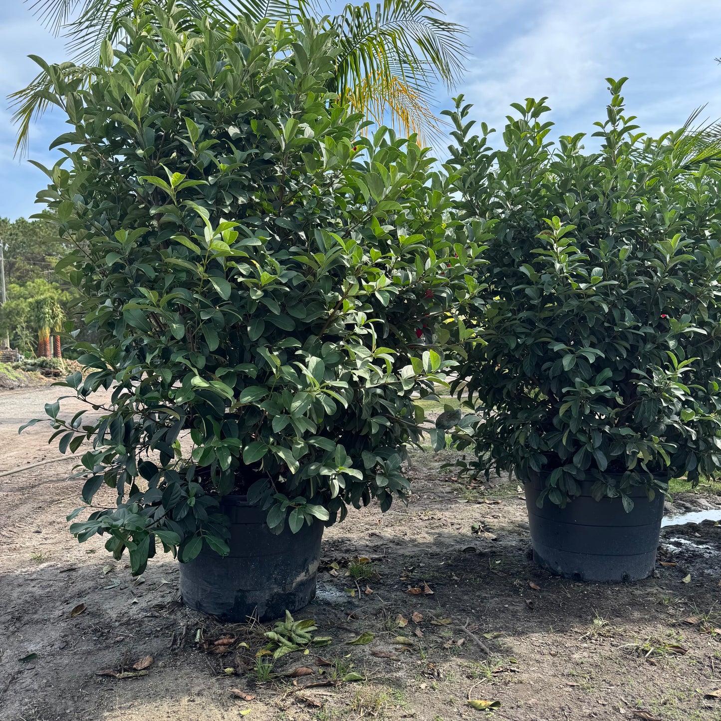 Viburnum Odoratissimum