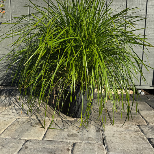Lomandra Lime Tuff