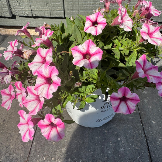Supertunia Mini Vista Pink Star