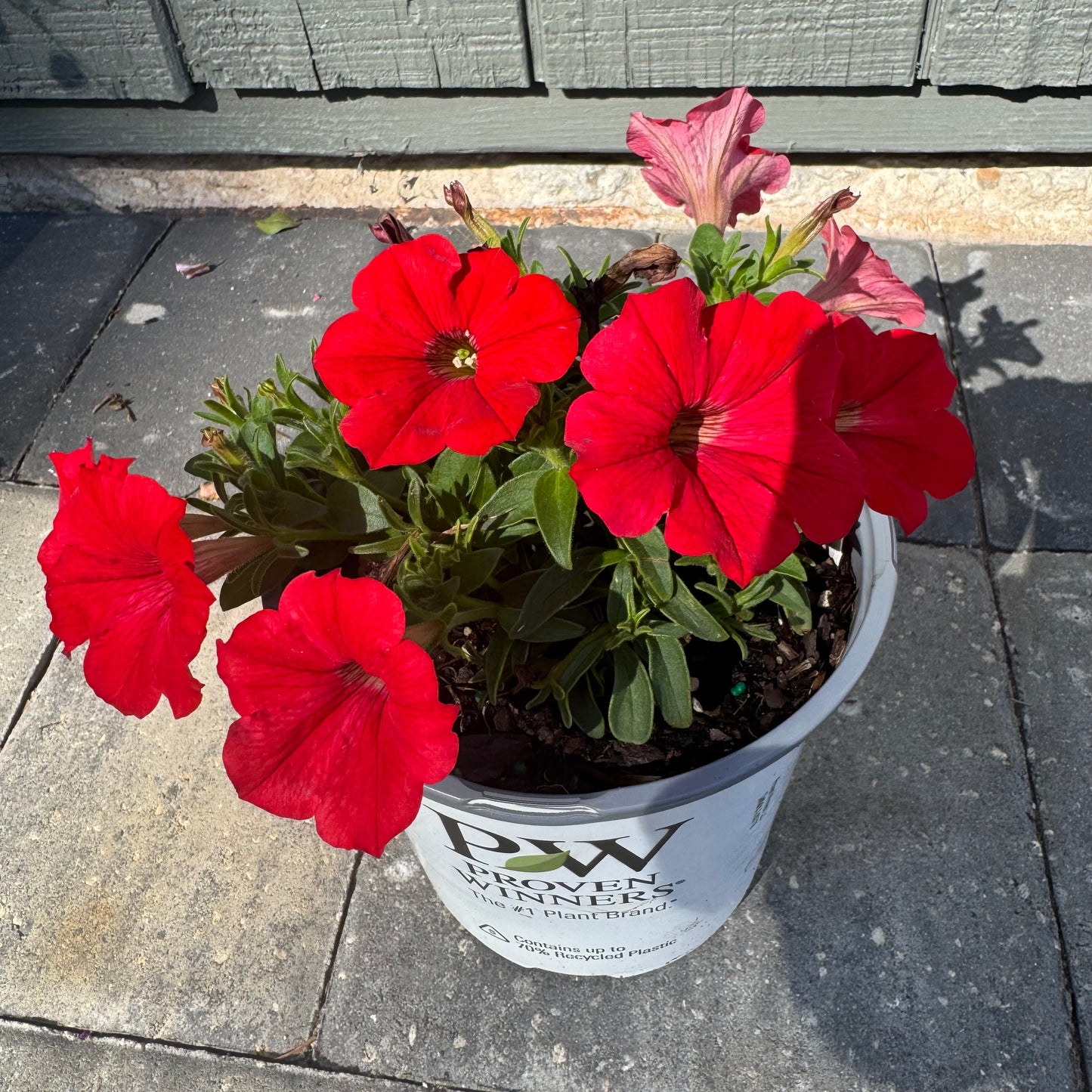 Supertunia Really Red