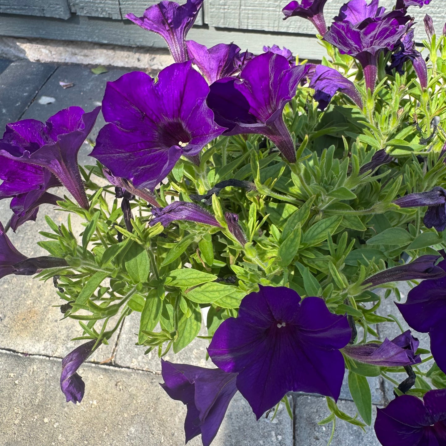 Supertunia Royal Velvet
