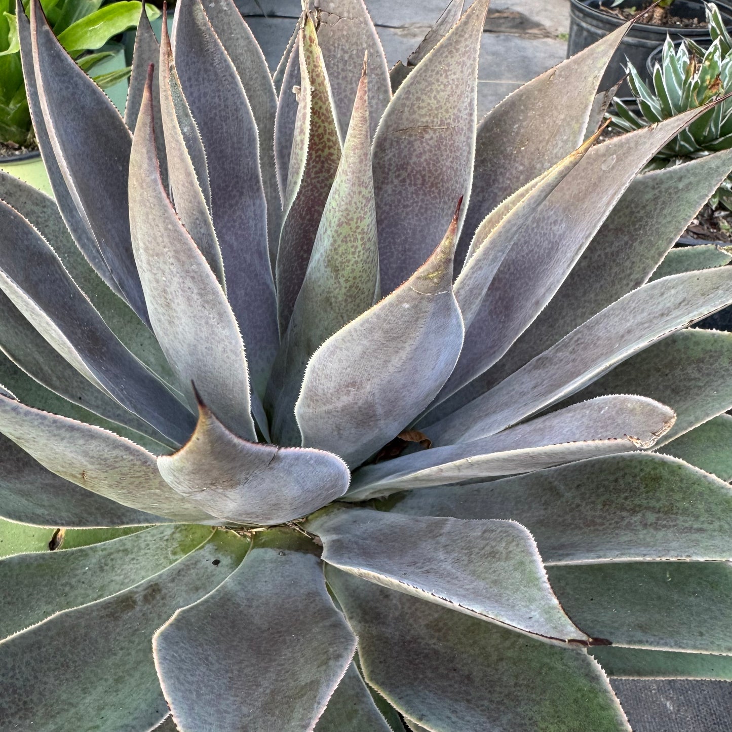 Blue Glow Agave