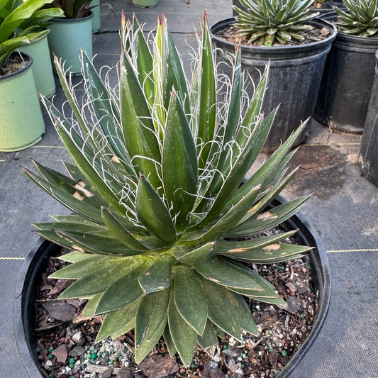 Black Widow Agave