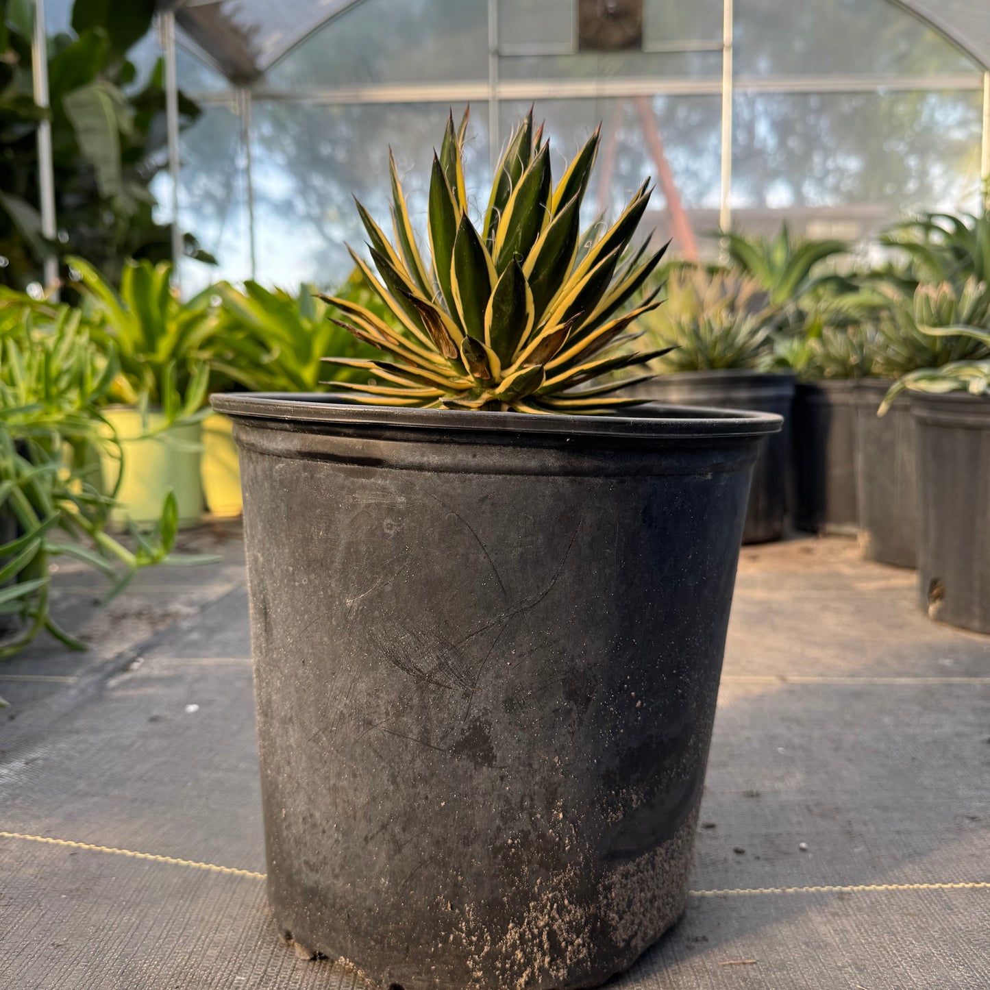 Royal Flush Agave