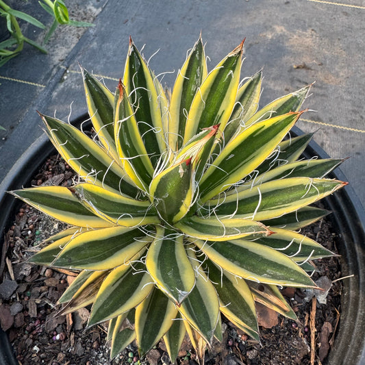 Royal Flush Agave