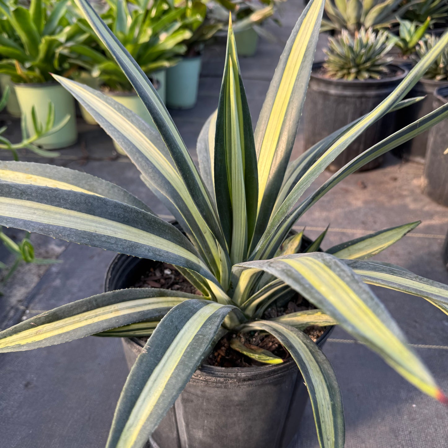 Sisalana Mediopicta Agave