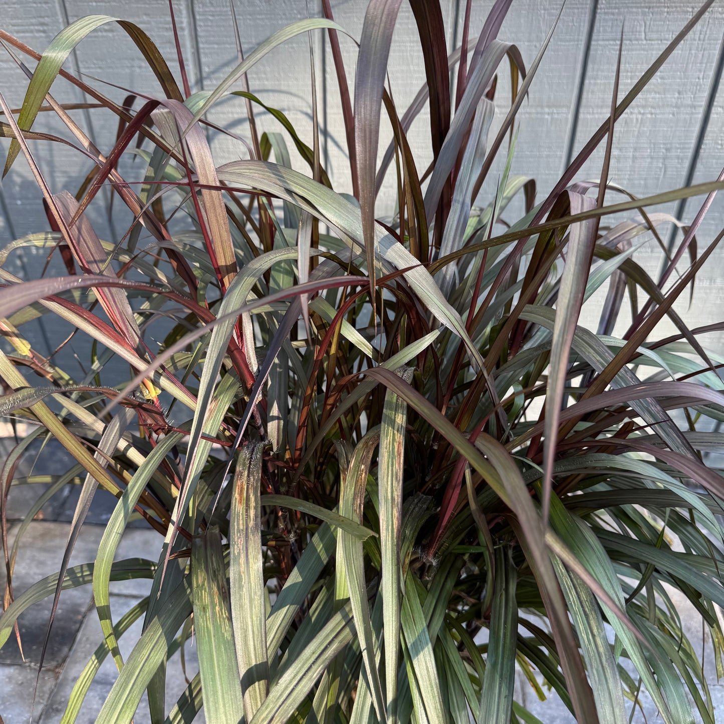 Graceful Grasses Vertigo