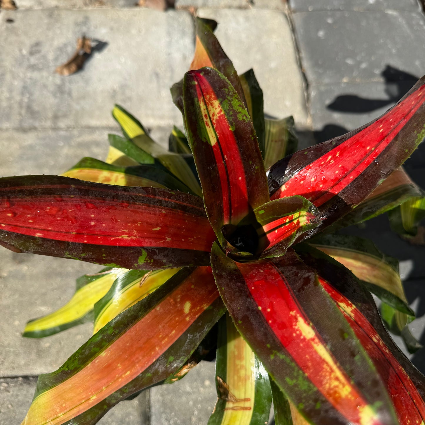 Bromeliad Pimiento
