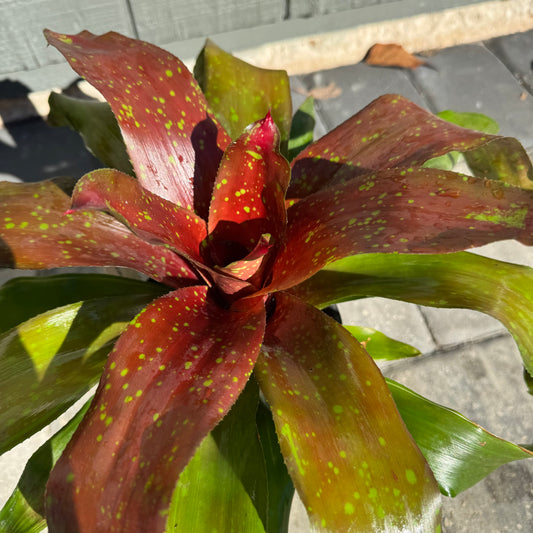 Bromeliad Treasure Royal