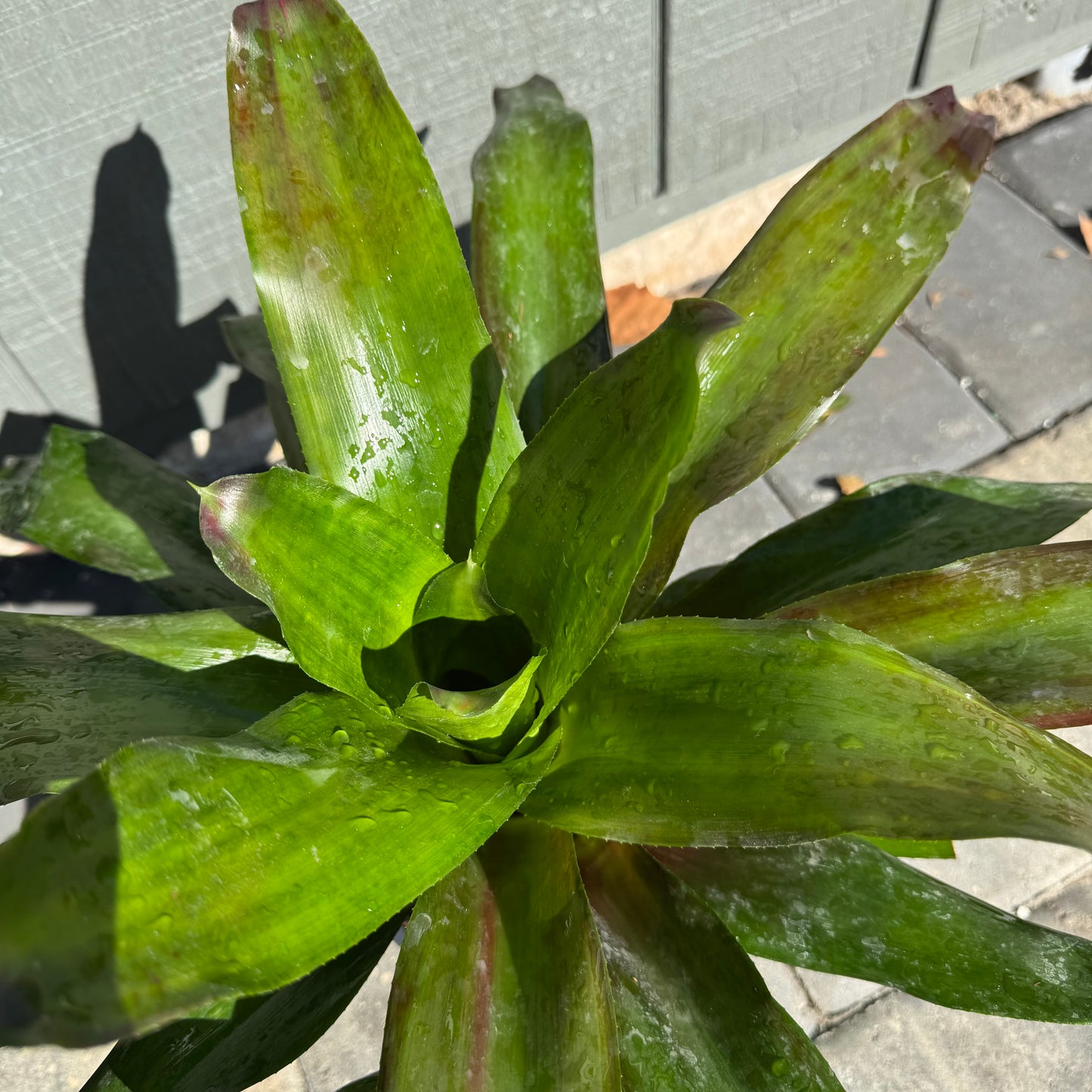 Bromeliad Lila