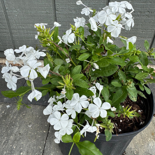 Plumbago White Auriculata Alba