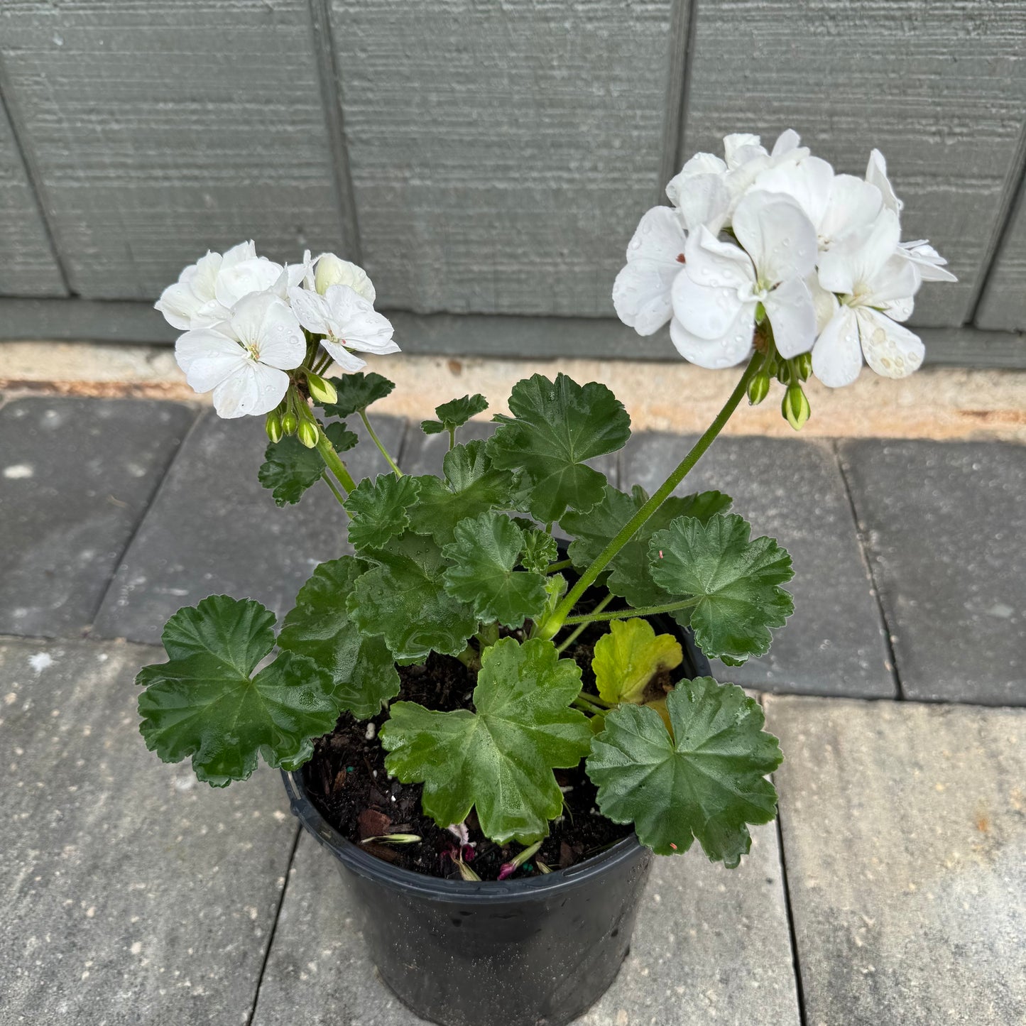 Geranium