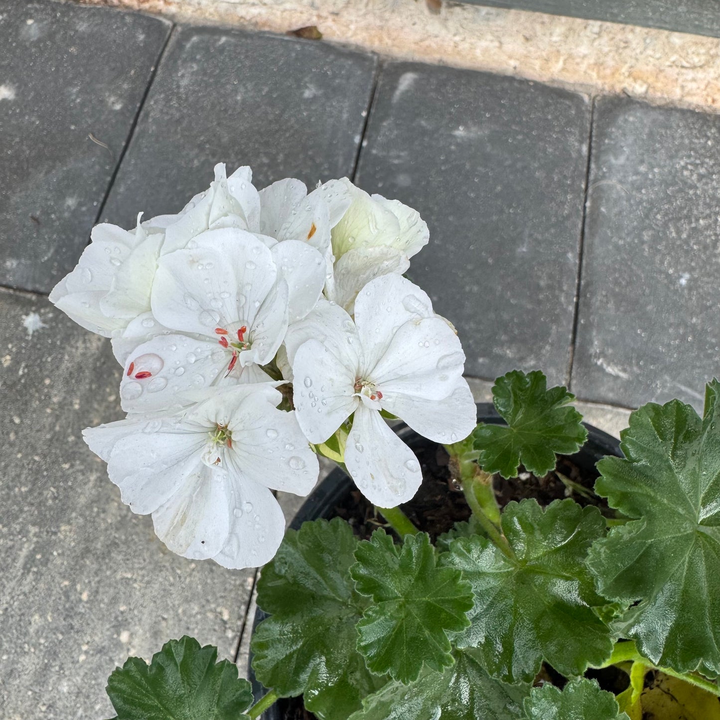 Geranium