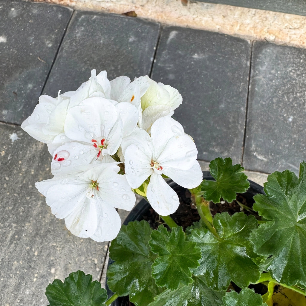 Geranium