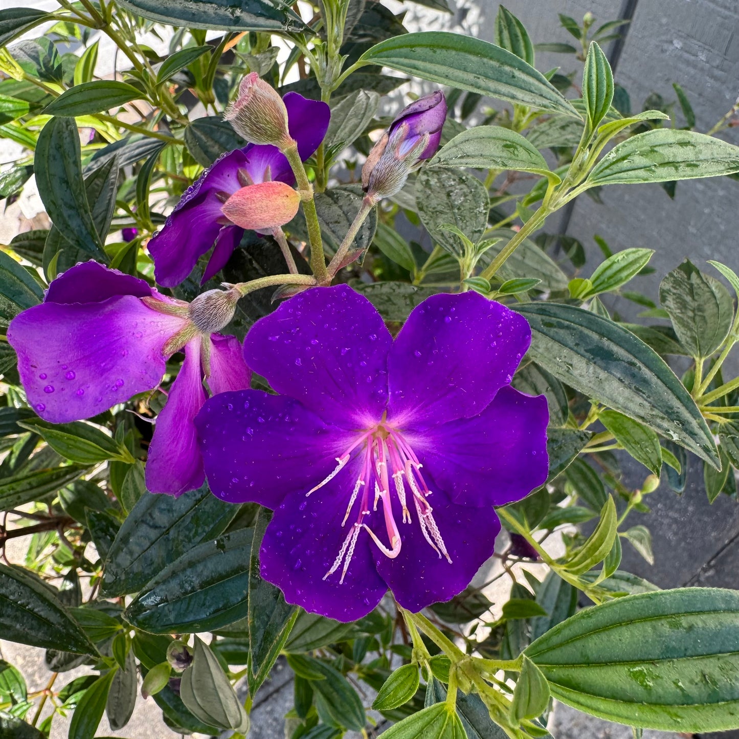 Tibouchina Dwarf Purple