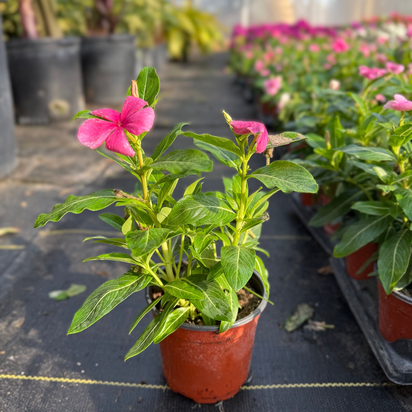Vinca Cora