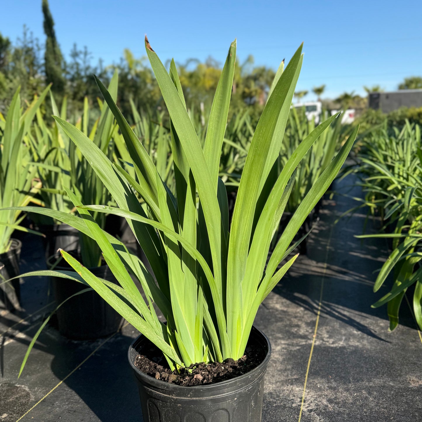 Apostle's Iris