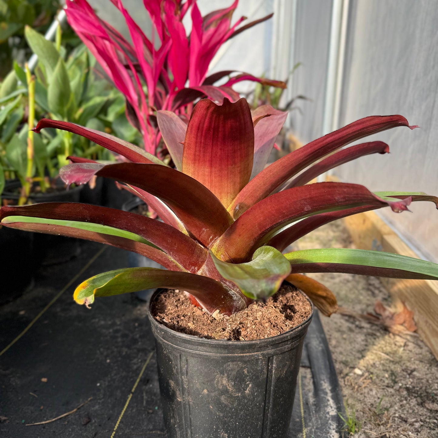 Bromeliad Odorata